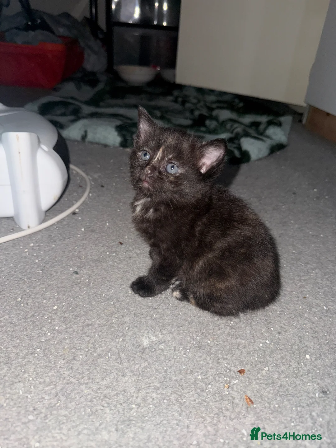 Mixed Breed cats for sale: Cute kittens - Advert 2