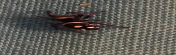 Spiders invertebrates for sale: Jumping spider (Everglades) unsexed  - Advert 1