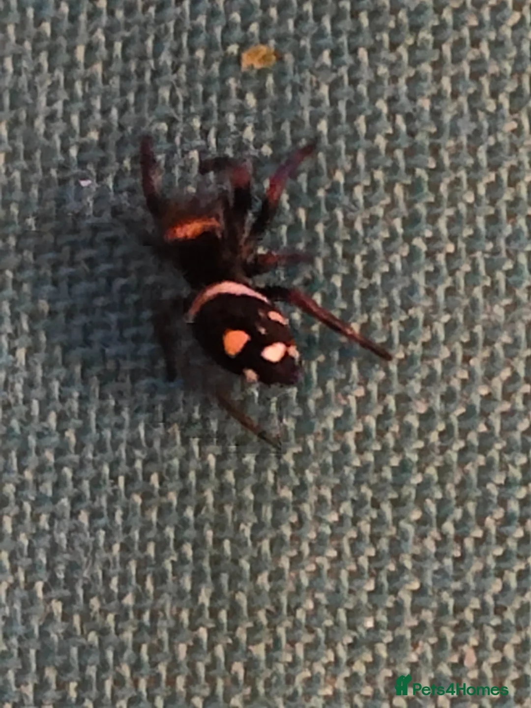 Spiders invertebrates for sale: Jumping spider (Everglades) unsexed  - Advert 1