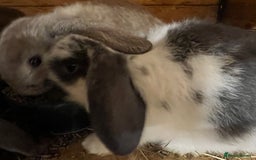Mini Lop rabbits for sale: Super Friendly Mini Lop Babies - Image 11