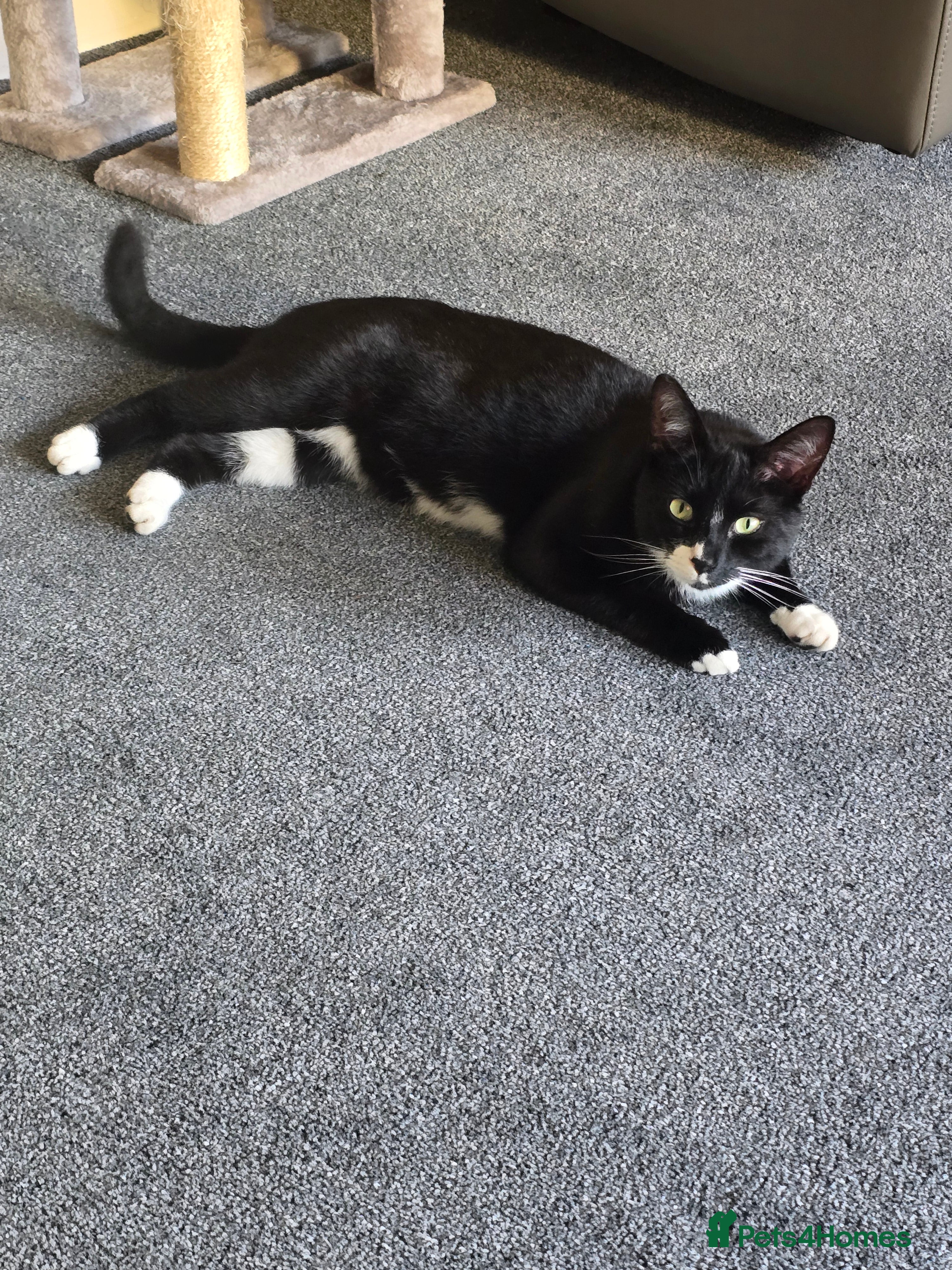 Domestic Shorthair cats Domestic short haired - Advert 2