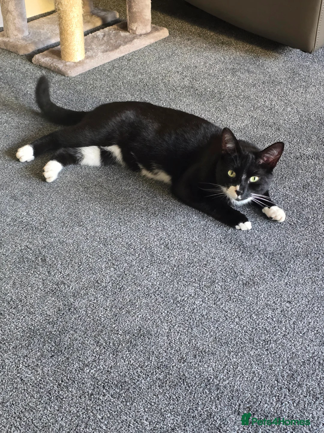 Domestic Shorthair cats for sale: Domestic short haired - Advert 1