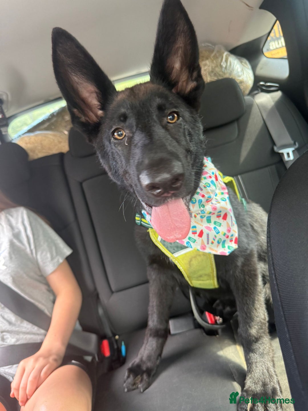 German Shepherd dogs for sale: GERMAN SHEPHERD BOY 6 MONTHS OLD IN SCARBOROUGH  - Image 4