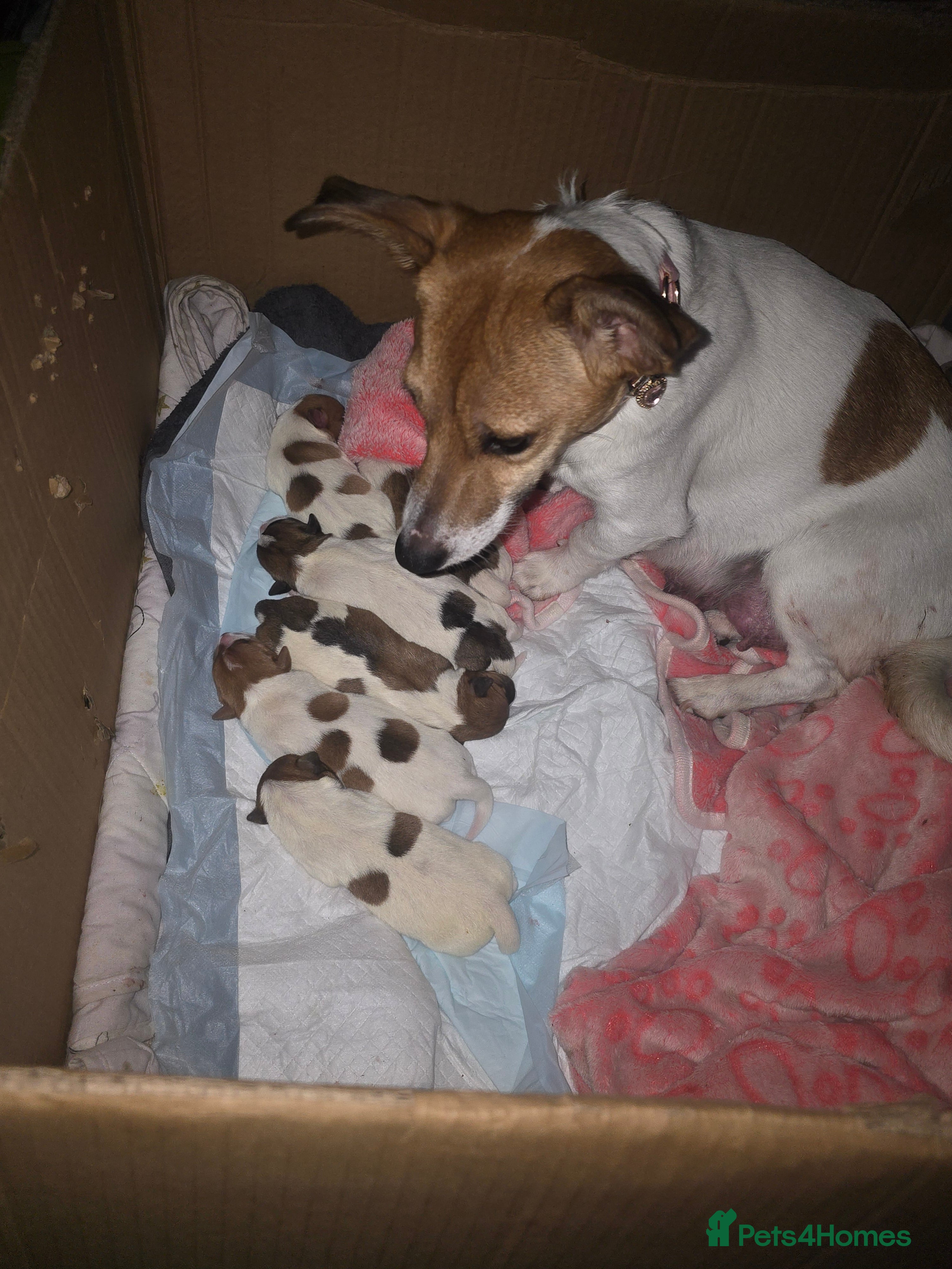 Jack Russell dogs 6 Adorable Jack Russell Puppies - Advert 1