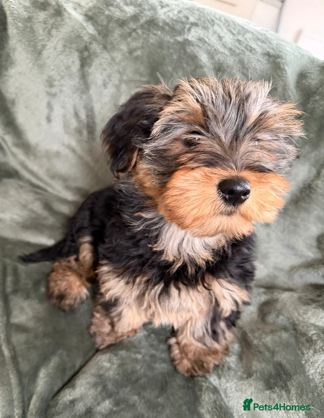 Yorkshire Terrier dogs for sale: Tiny Yorkshire terrier puppy  in Barrow-upon-Humber - Advert 1