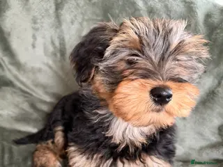 Yorkshire Terrier dogs Tiny Yorkshire terrier puppy - Advert 10
