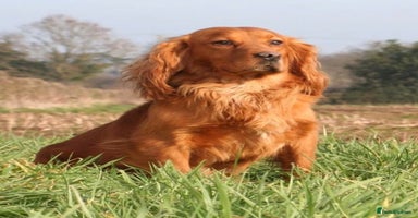 Cocker Spaniel dogs - Advert 6