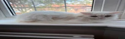 British Shorthair cats for sale: British shorthand, Tabby and white long hair  in Ilford - Advert 3