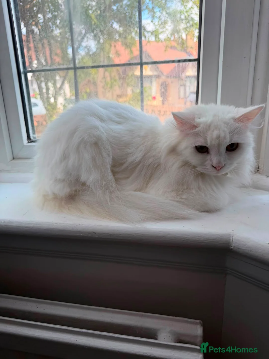 British Shorthair cats for sale: British shorthand, Tabby and white long hair  in Ilford - Advert 3