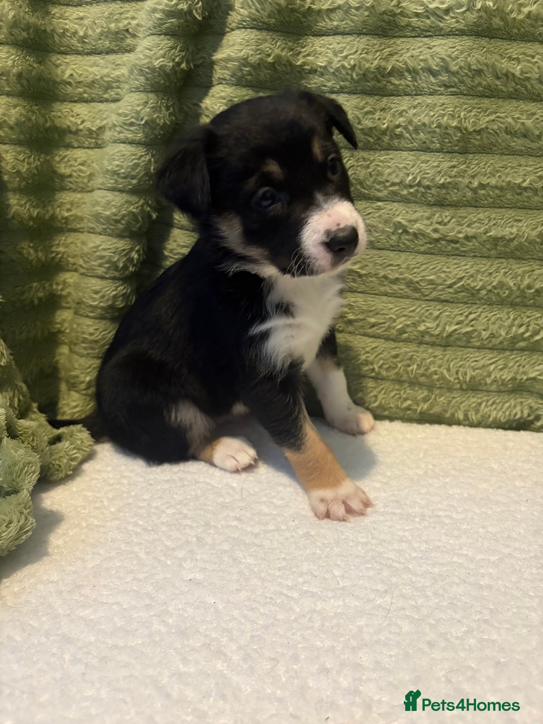 Border Collie dogs for sale: Beautiful Border Collie Puppies - Advert 2
