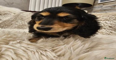 Miniature Dachshund dogs Longhairedd miniature dachshunds  - Advert 1