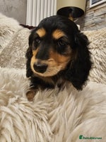 Miniature Dachshund dogs Longhairedd miniature dachshunds - Advert 12