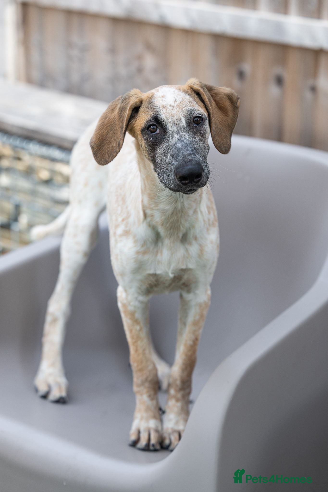 Mixed Breed dogs Brilliant Benji - Advert 1