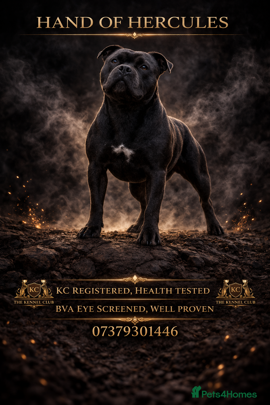 Staffordshire Bull Terrier dogs 🇬🇧 OX BULLZ! HERCULES, BLUE HEALTH TESTED STUD - Advert 3