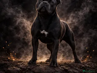 Staffordshire Bull Terrier dogs 🇬🇧 OX BULLZ! HERCULES, BLUE HEALTH TESTED STUD - Advert 3