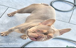 French Bulldog dogs for sale: French bulldog  - Image 2