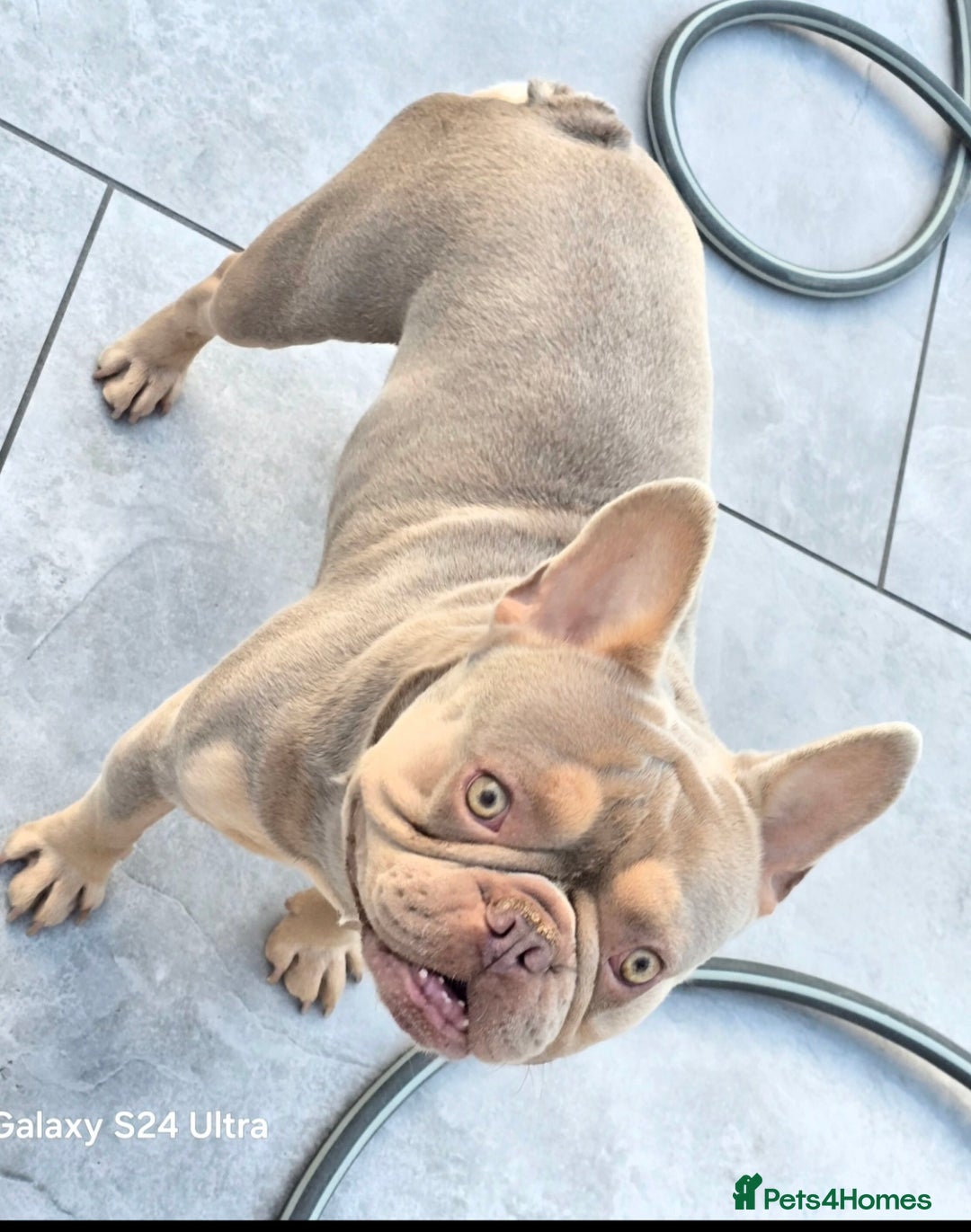 French Bulldog dogs for sale: French bulldog  - Image 2