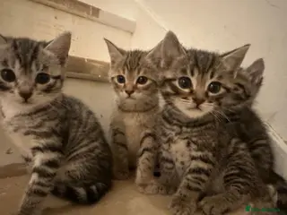 Bengal cats 4 bengal mix kittens - Advert 3