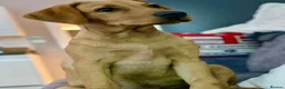 Labrador Retriever dogs for sale: Fox Red Lab boy 6 months old  in Fleet - Advert 3