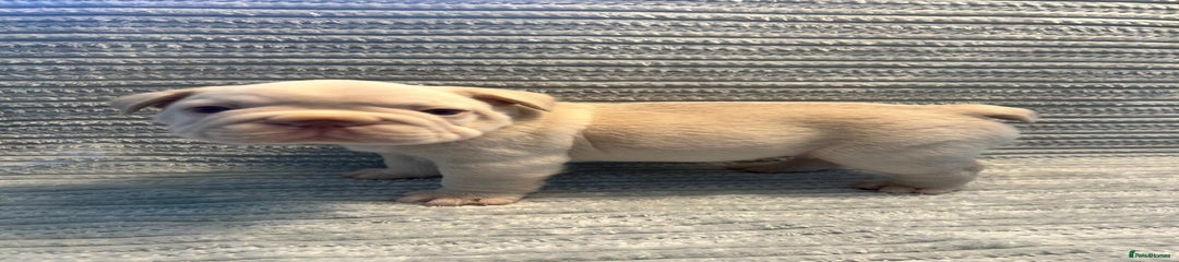 French Bulldog Puppy 1
