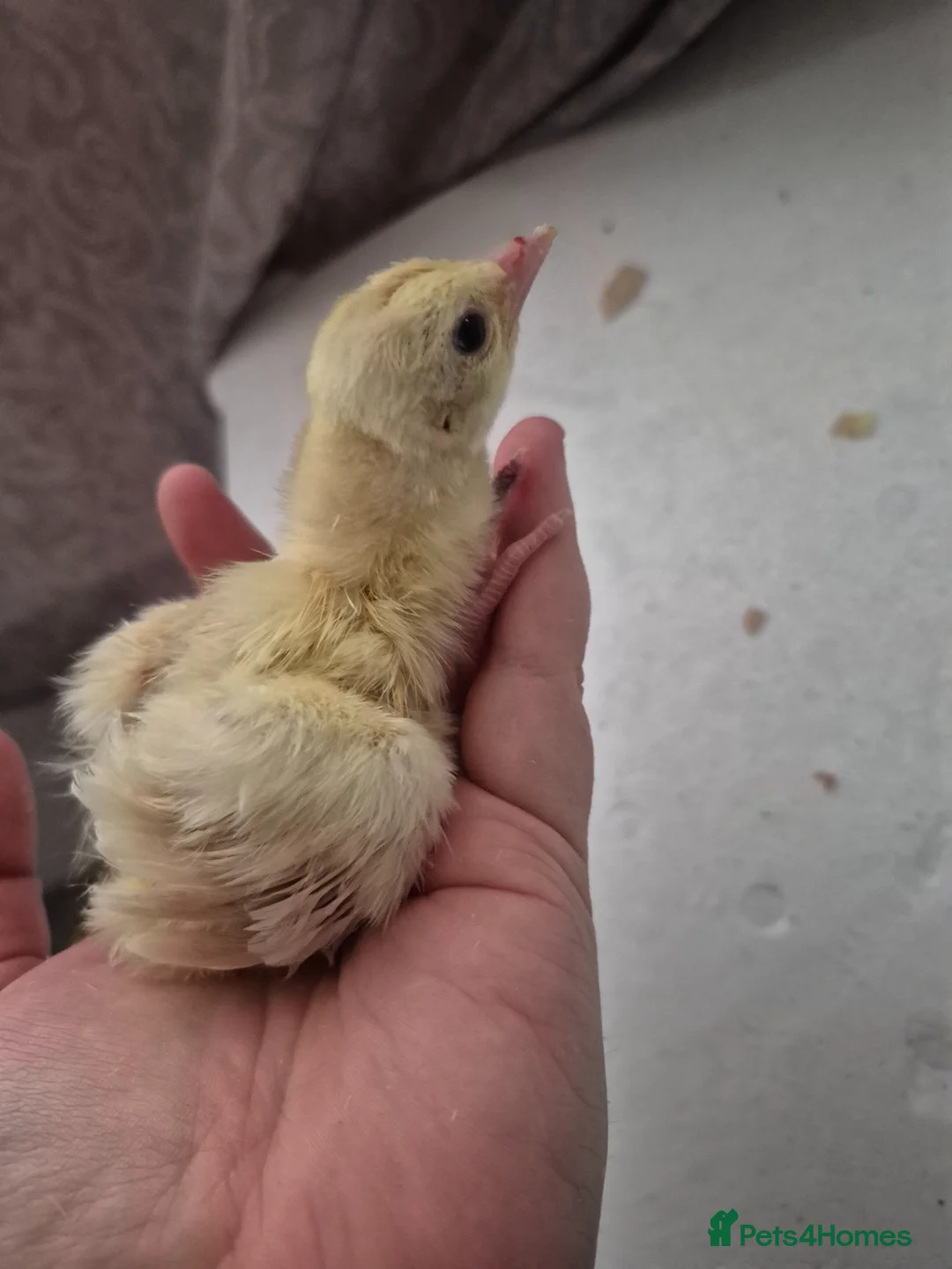 Mixed Breed rabbits for sale: Chicks and ducklings - Advert 3