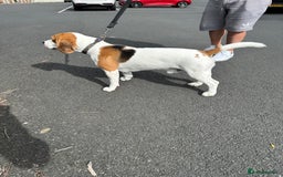 Beagle dogs for stud: Jeremy - Champion bloodlines in Hartlepool - Image 6