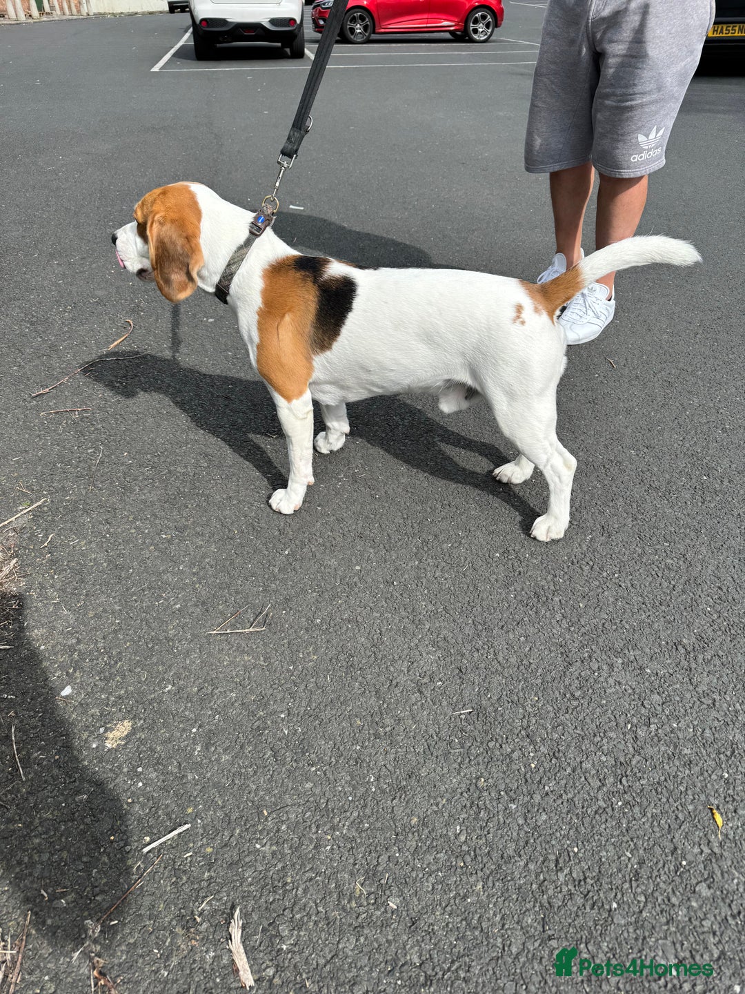 Beagle dogs for stud: Jeremy - Champion bloodlines in Hartlepool - Image 6