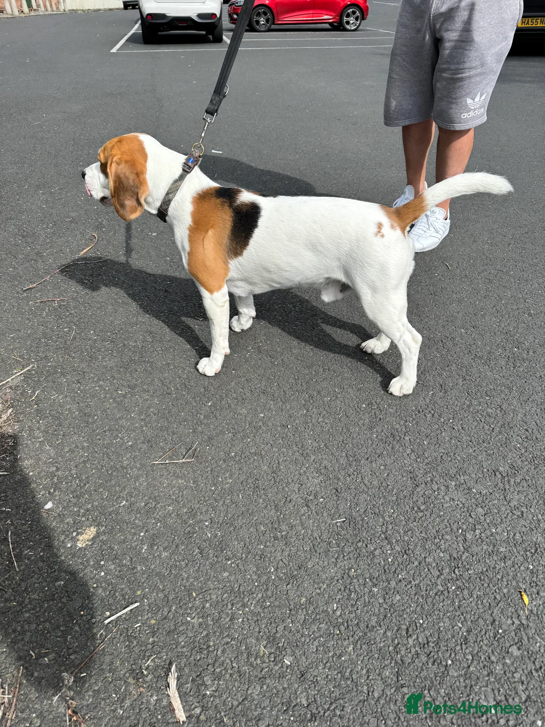 Beagle dogs for stud: Jeremy - Champion bloodlines in Hartlepool - Advert 6