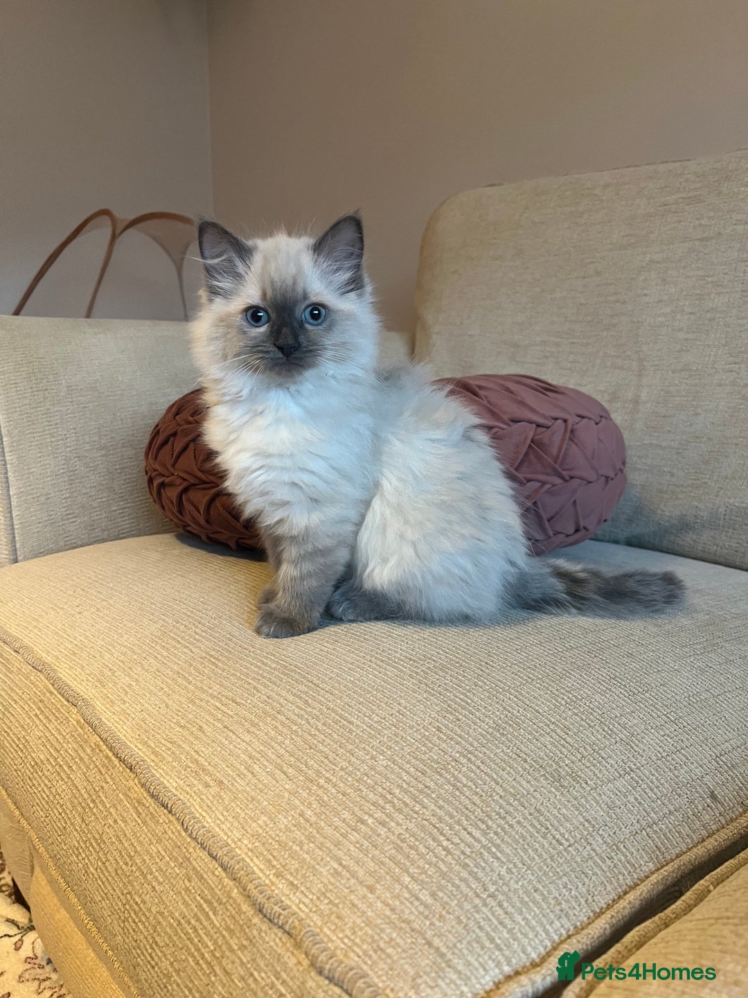 Ragdoll cats for sale: Adorable Ragdoll Kittens - Advert 4