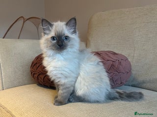 Ragdoll cats Adorable Ragdoll Kittens - Advert 8