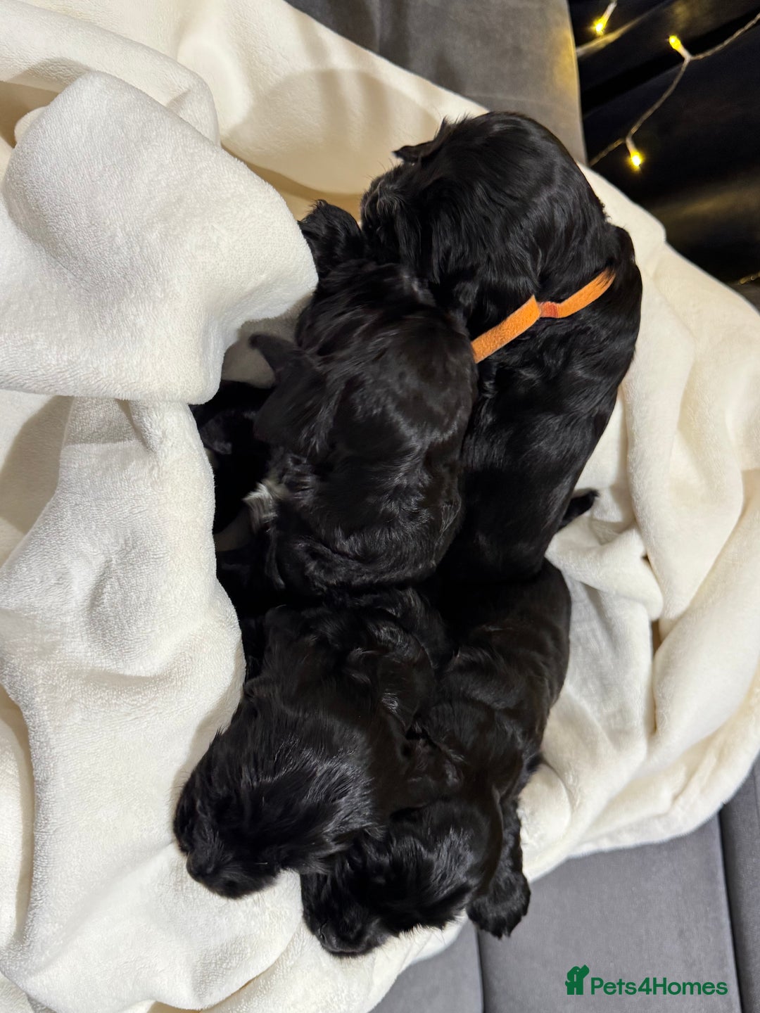 Cocker Spaniel dogs for sale: Show Type Cocker Spaniel  - Advert 7