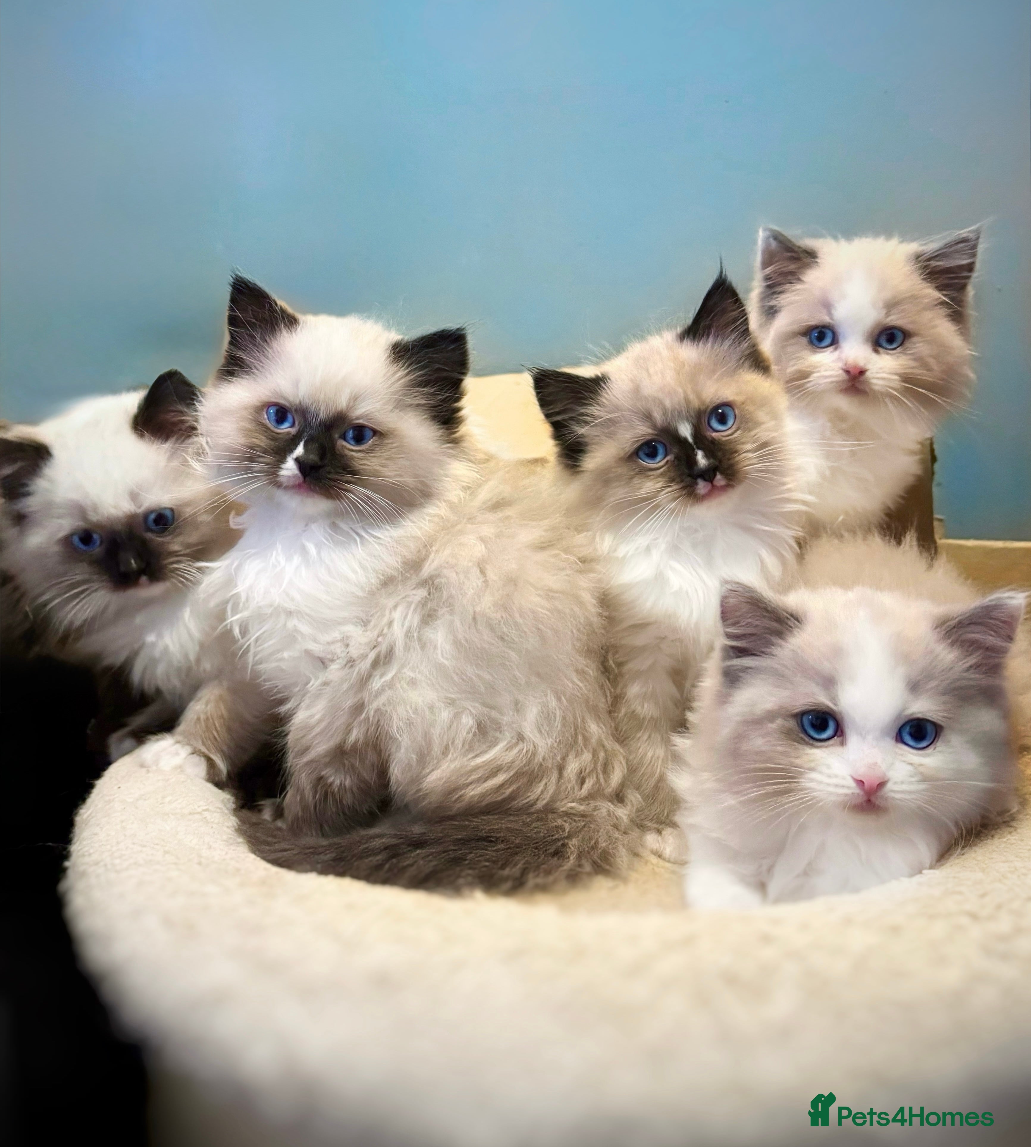 Ragdoll cats READY NOW TICA ACTIVE Kittens, European bi-colour - Advert 1