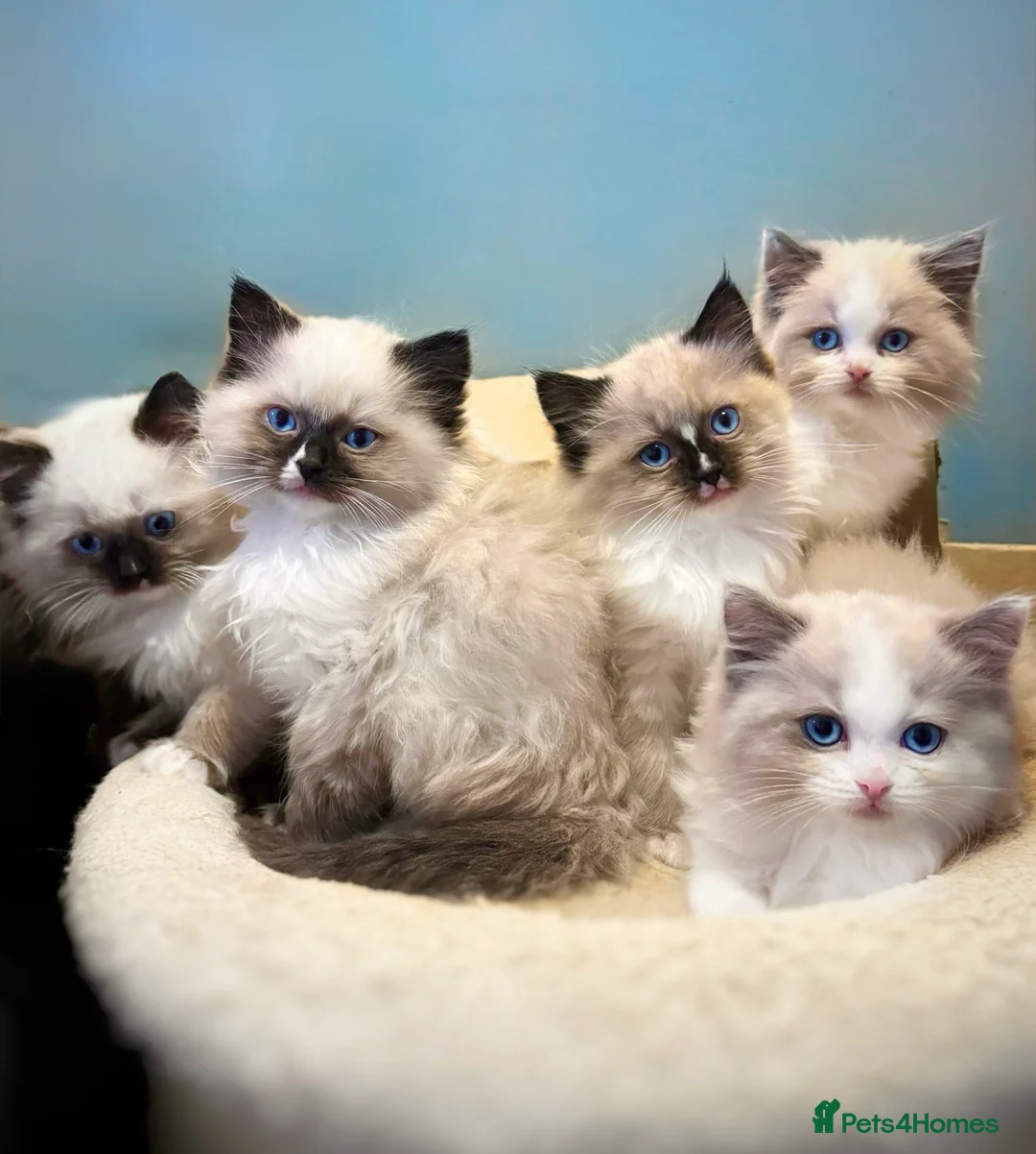 Ragdoll cats for sale: READY NOW TICA ACTIVE Kittens, European bi-colour - Advert 1