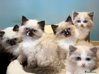 Ragdoll cats READY NOW TICA ACTIVE Kittens, European bi-colour - Advert 2