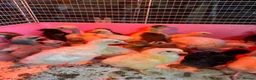 Chickens poultry for sale: Various age & breed chicks Unsexed turkeys poults - Advert 3