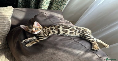 Bengal cats - Advert 4
