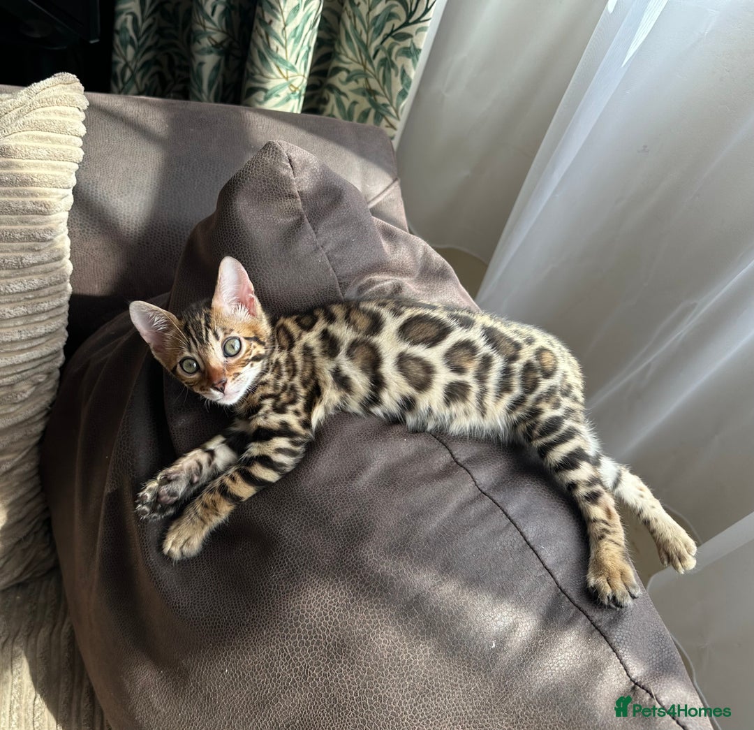Bengal cats for sale: TICA registered bengal kittens!🐱 - Image 5