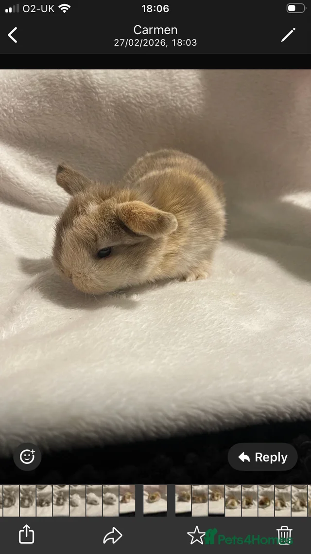 Beautiful Mini Lop Rabbits. for sale in March | Pets4Homes