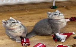 British Shorthair cats for sale: 3 GCCF British Shorthair Kittens– Champion Lines - Advert 2