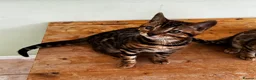 Bengal cats for sale: GCCF Registered Bengal in Market Drayton - Advert 6