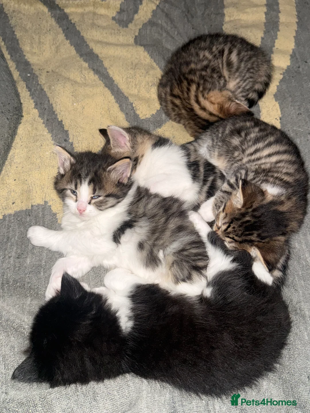 Domestic Shorthair cats for sale: 3 Cute Playful Kittens - Advert 20