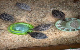 Quail poultry for sale: Quail and complete setup - Advert 2