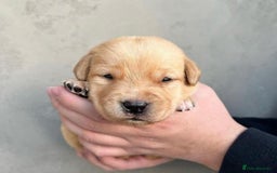 Labrador Retriever dogs for sale: Playful black & golden Labrador pups - Image 4