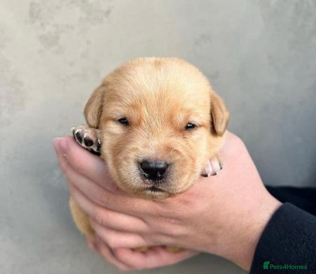 Labrador Retriever dogs for sale: Playful black & golden Labrador pups - Image 4