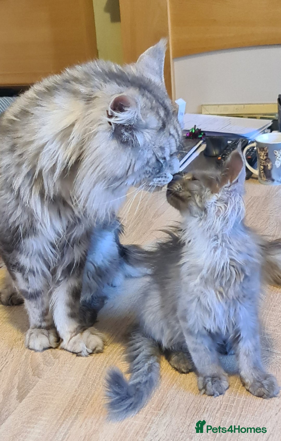 Maine Coon cats for sale: Maine Coon kittens registered with GCCF - Image 15
