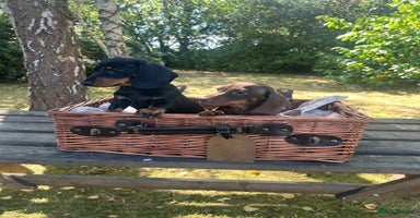 Miniature Dachshund dogs - Advert 12