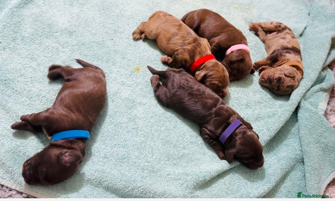 Cockapoo dogs for sale: Merle/ Red and Chocolate brown cockapoo puppies - Advert 7