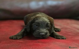 Cockapoo dogs for sale: Stunning F1b cockerpoo's - Image 7
