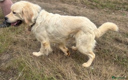 Golden Retriever dogs for adoption: Mo * Golden Retriever *240782 - Image 4
