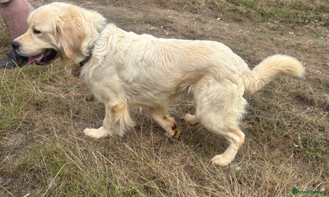 Golden Retriever dogs for adoption: Mo * Golden Retriever *240782 - Image 4